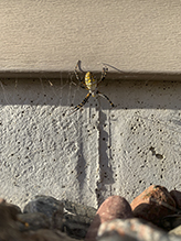 banded garden spider
