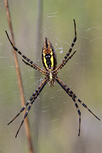 banded garden spider
