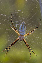 banded garden spider