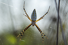banded garden spider