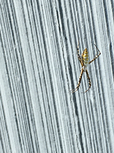 banded garden spider