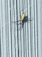 banded garden spider