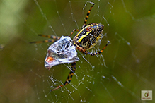 banded garden spider