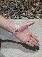 banded garden spider