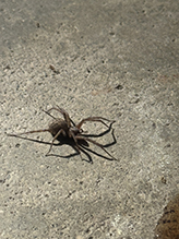 barn funnel weaver 05
