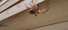 Click to enlarge cat-faced orbweaver 04