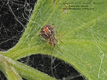 cobweb spider (Theridion sp.)