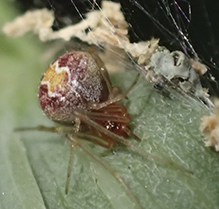 cobweb spider (Theridion sp.)
