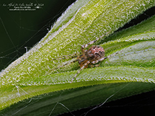 cobweb spider (Theridion sp.)