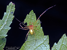cobweb spider (Theridion sp.)