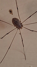 common harvestman 09