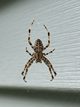 cross orbweaver 07