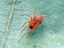 dwarf spider (Ceraticelus sp.) - Featured photo