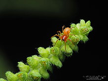 Click to enlarge dwarf spider (Ceraticelus sp.) 04