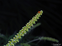 Click to enlarge dwarf spider (Ceraticelus sp.) 05