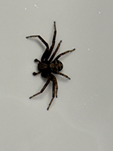 Click to enlarge elegant crab spider 01