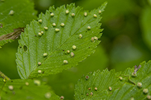 elm bead gall mite