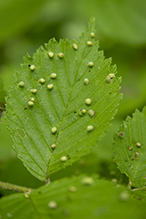 elm bead gall mite