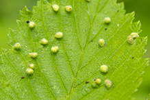 elm bead gall mite