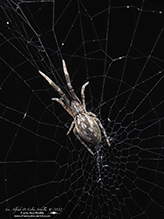 Click to enlarge featherlegged orbweaver 01