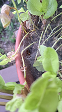funnel weaver (Family Agelenidae) 02