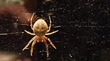 furrow orbweaver - Featured photo