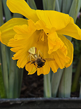 Click to enlarge goldenrod crab spider 42