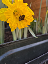 Click to enlarge goldenrod crab spider 43