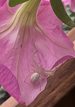 goldenrod crab spider 45