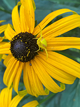 goldenrod crab spider 46