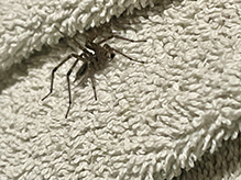grass spider (Agelenopsis sp.) 10