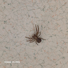 Click to enlarge ground crab spider (Xysticus sp.) 19
