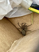ground wolf spider 04