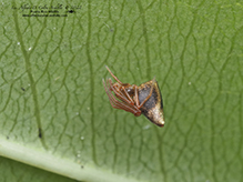 horned parasitic cobweaver - Featured photo