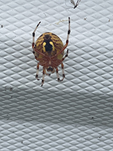 Click to enlarge marbled orbweaver 28