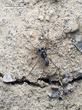 Click to enlarge shore spider 01