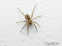 shore spider - Featured photo