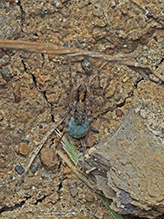 Click to enlarge shore spider 04
