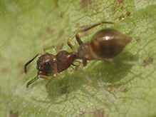 slender ant mimicking jumping spider