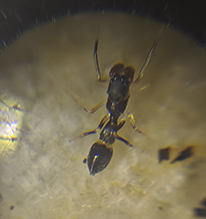 slender ant mimicking jumping spider