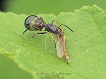 slender ant-mimicking jumping spider