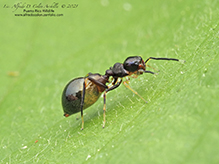 slender ant mimicking jumping spider