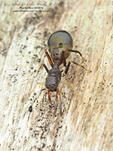 slender ant mimicking jumping spider