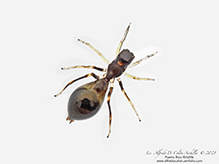 slender ant mimicking jumping spider