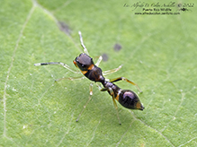 slender ant mimicking jumping spider