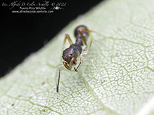 slender ant mimicking jumping spider