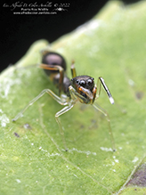 slender ant mimicking jumping spider