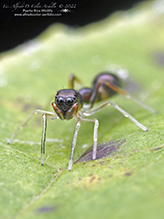 slender ant mimicking jumping spider