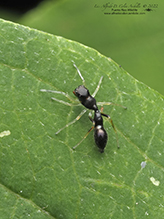 slender ant mimicking jumping spider