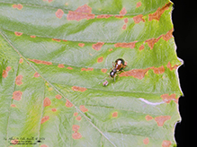 slender ant mimicking jumping spider